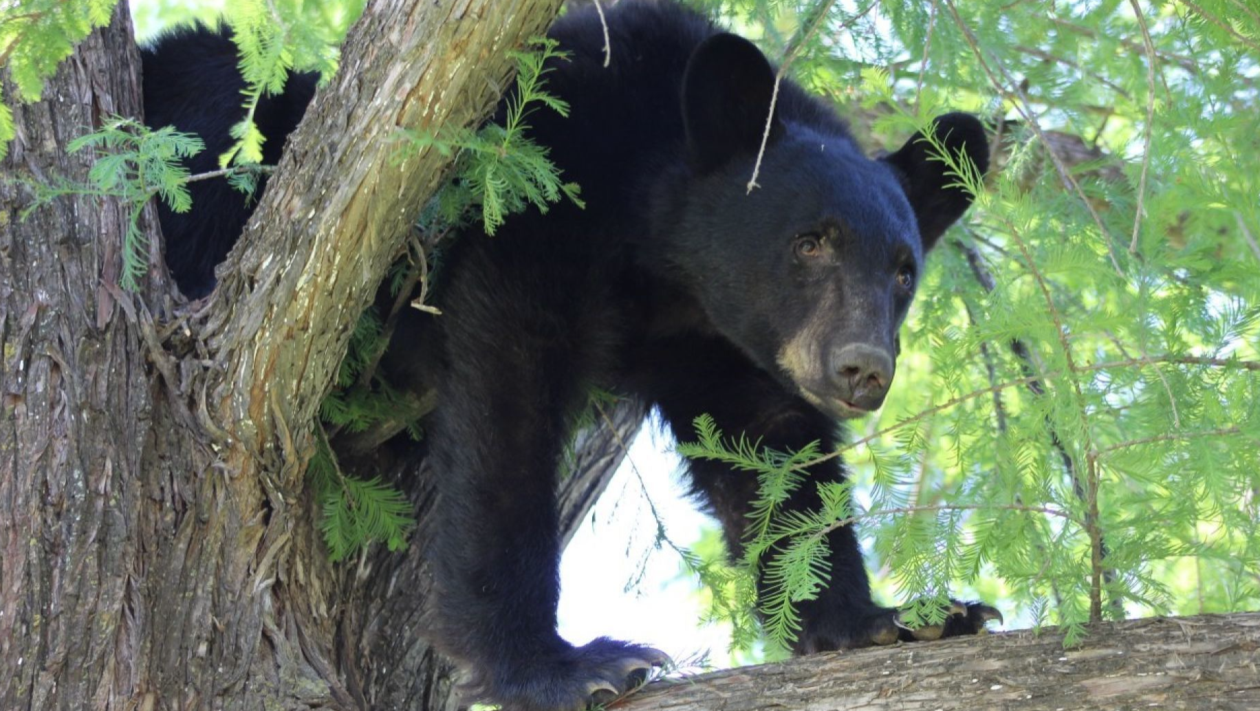 Buscan instalar contenedores de basura ‘anti-osos’ en NL